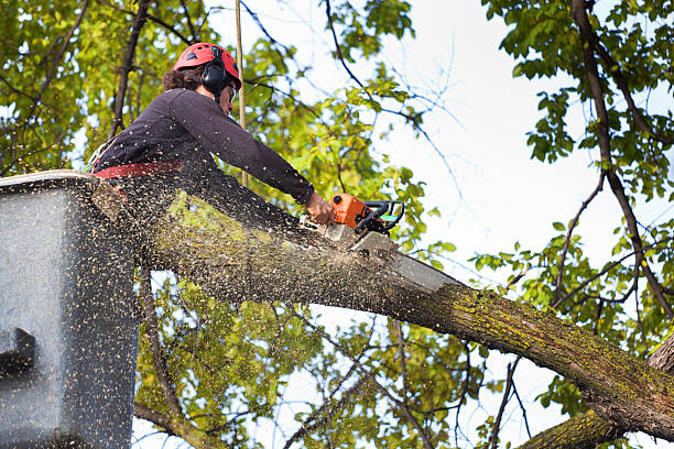 Best Stump Grinding and Removal  in USA